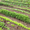 Enogastronomía, vino y tradición culinaria de la Isla de Elba